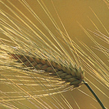 Condoléances de Louise