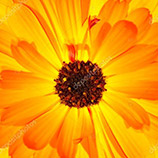 Condoléances de Renee Tremblay 